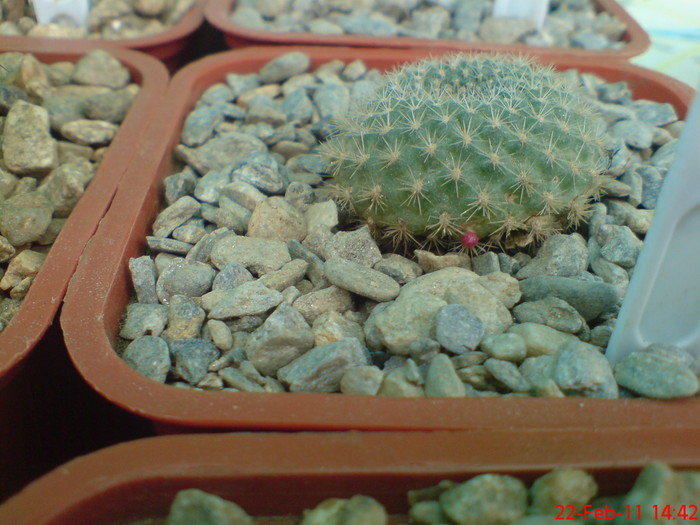  - cactusi imbobociti