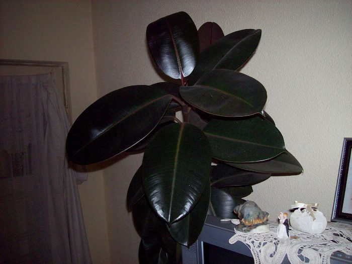 100_5812; ficus
