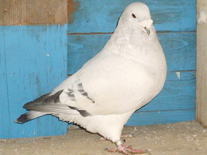 gab24 - masculi 2011