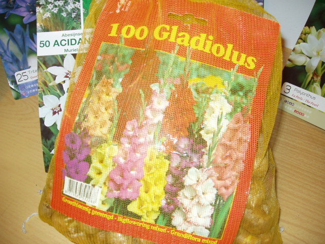 gladiole 39.9 lei (100 buc) - 0001 ACHIZITII 2011 A