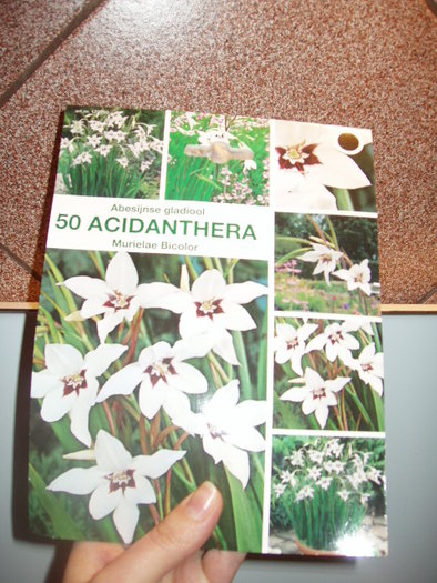 Gladiole Acidanthera 18.59lei (50buc) - 0001 ACHIZITII 2011 A