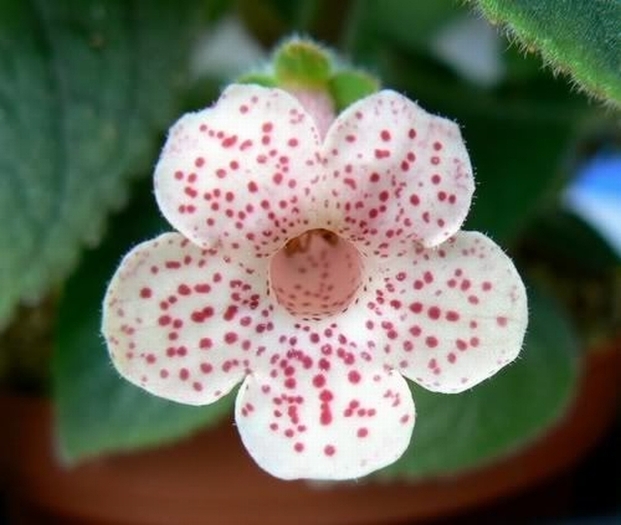 BRISTOL FIRST BORN - KOHLERIA