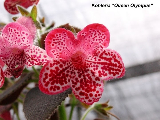 QUEEN OLIMPUS - KOHLERIA