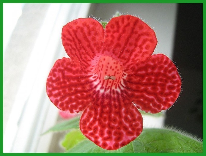 STRAWBERRY FIELDS - KOHLERIA