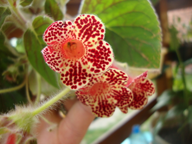 BIBBI - KOHLERIA