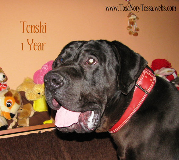 Tenshi1Year17 - A Tosa Inu pictures