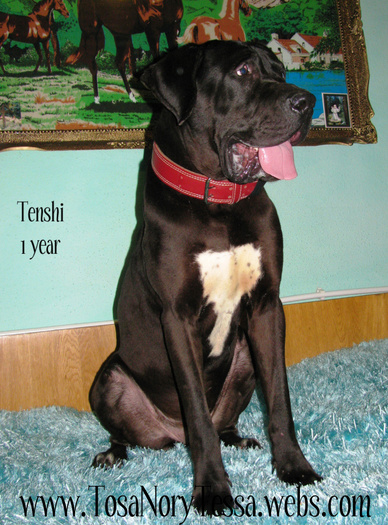 Tenshi1Year1