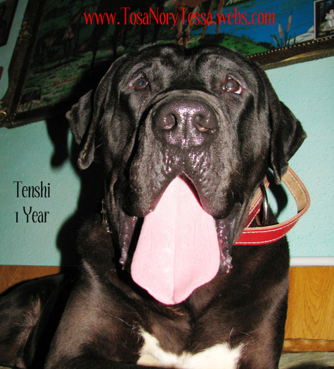 Tenshi1Year8