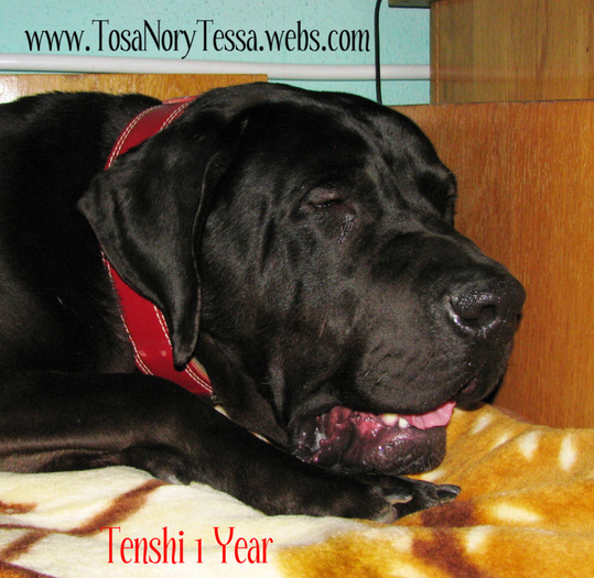 Tenshi1Year10