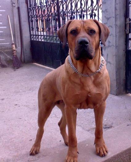 Tara1 - A Tosa Inu pictures