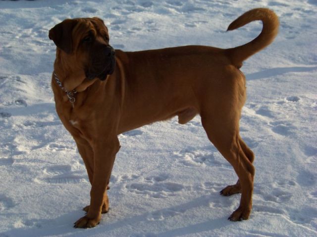 tosa-inu-ghost-07 - A Tosa Inu pictures