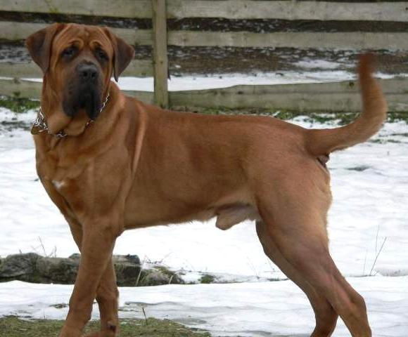 tosa-inu-ghost-10 - A Tosa Inu pictures