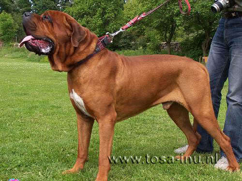 brother_Meikykopie - A Tosa Inu pictures