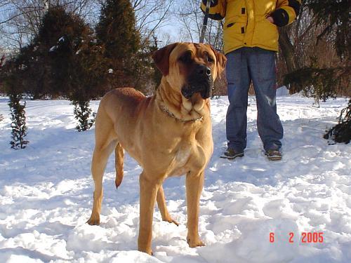 Greta Twierdza Samuraja - A Tosa Inu pictures