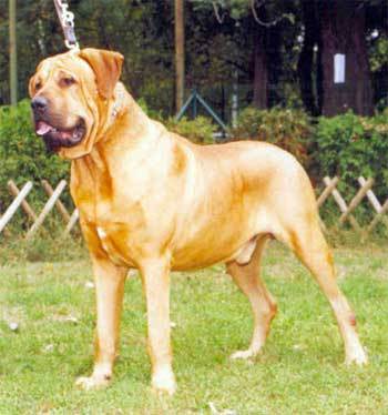 Moloss-Gabssy Fido 3 - A Tosa Inu pictures