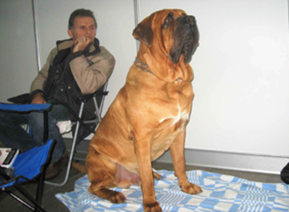 Ninja 9 - A Tosa Inu pictures