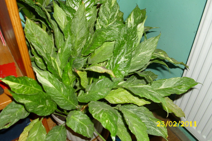 spathyphilum arlechin - plantele mele