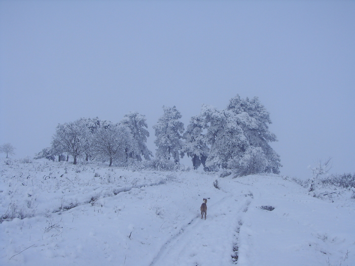  - plimbare iarna 2010-2011