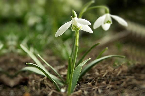 Galanthus plicatus - diverse