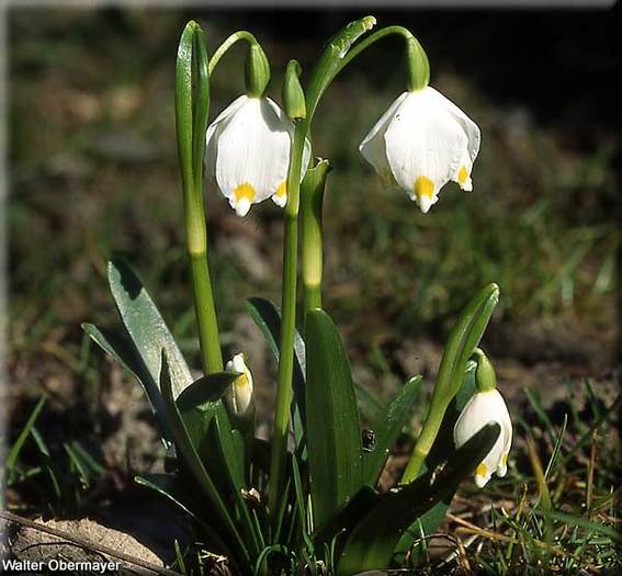 leucojum-vernum - diverse