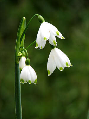 leucojum_aestivum - diverse