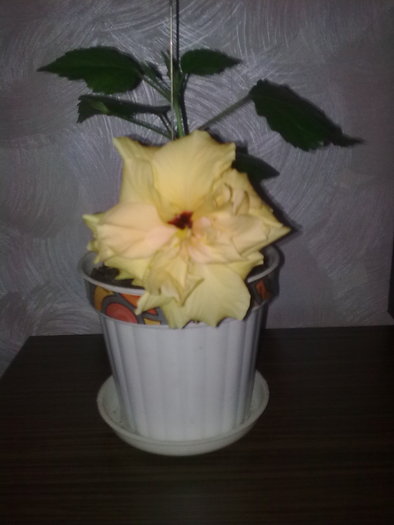 23.02.2011, prima floare