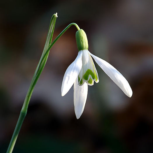 Galanthus_nivalis - diverse