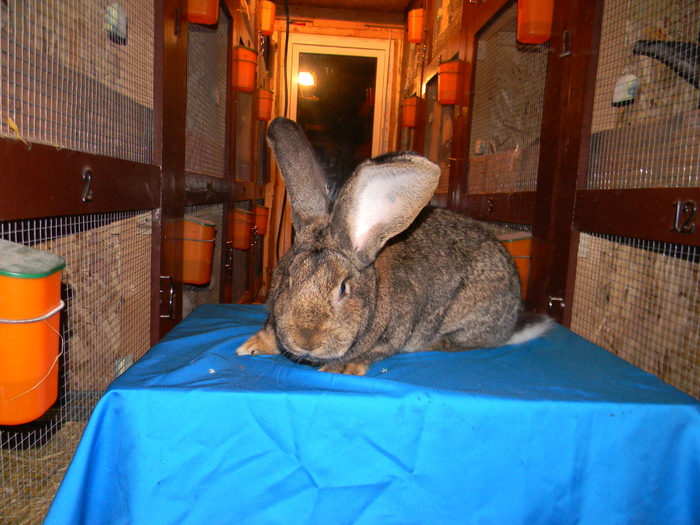 DSCN0791 - DE VANZARE IEPURI