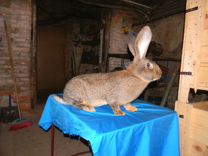 DSCN0794 - DE VANZARE IEPURI