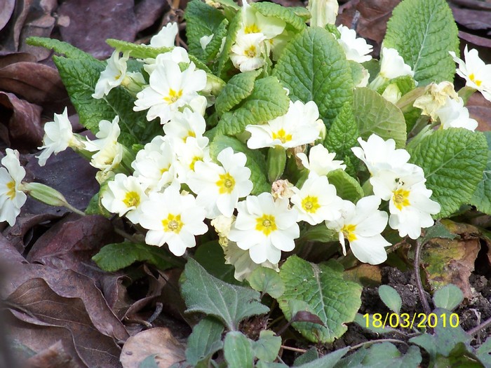 100_2323 - Primule de gradina