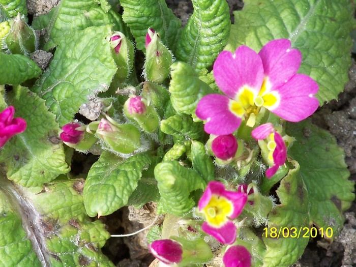 100_2327 - Primule de gradina