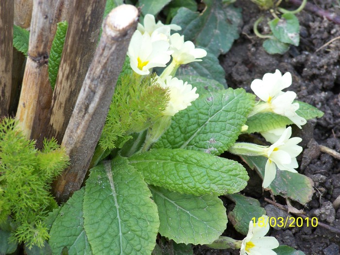 100_2336 - Primule de gradina
