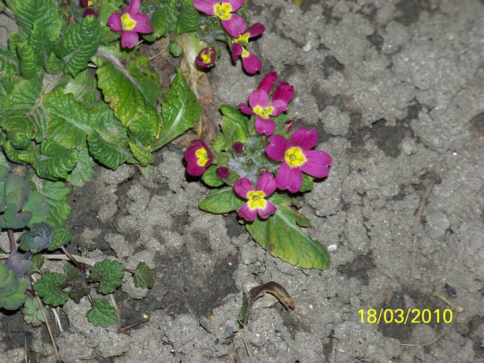 100_2430 - Primule de gradina