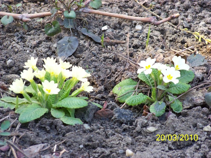 100_2569 - Primule de gradina