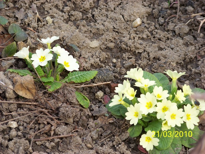 100_2631 - Primule de gradina