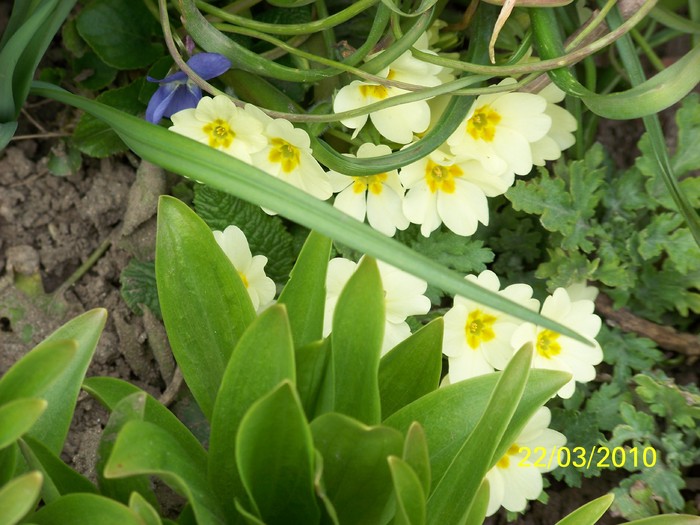 100_2714 - Primule de gradina
