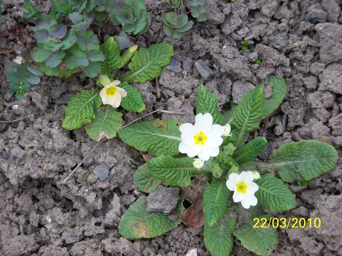 100_2759 - Primule de gradina