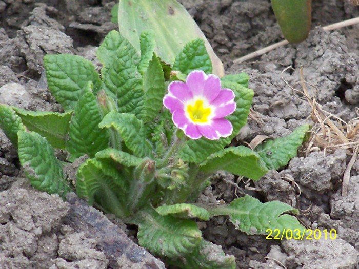 100_2764 - Primule de gradina