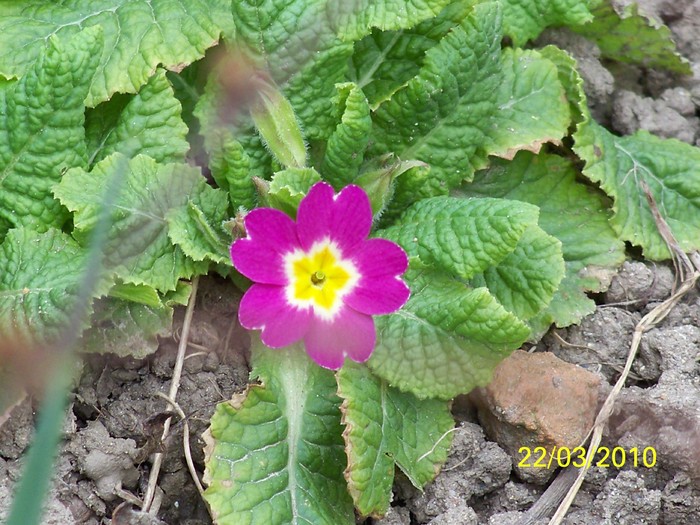 100_2765 - Primule de gradina