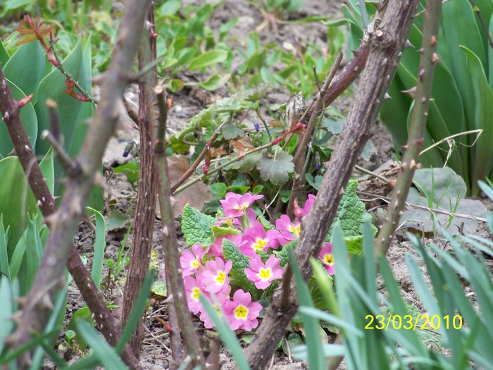 100_2830 - Primule de gradina