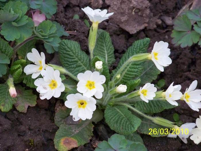 100_3219 - Primule de gradina