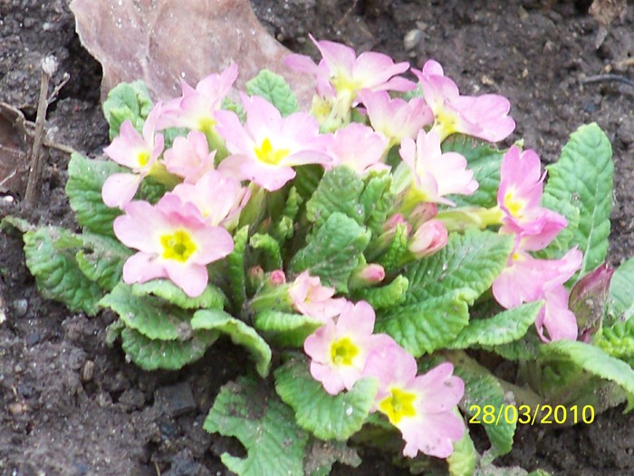 100_3332 - Primule de gradina