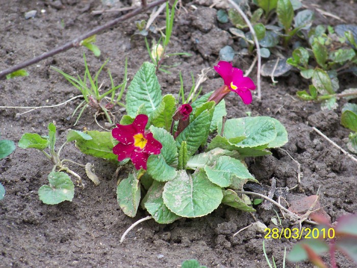 100_3334 - Primule de gradina
