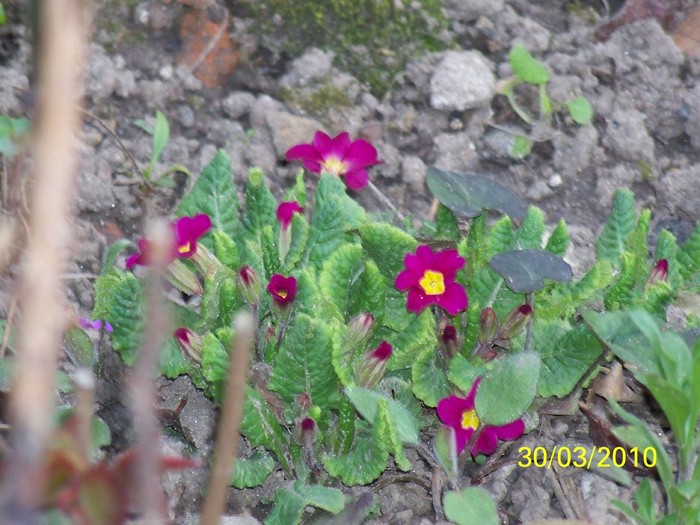 100_3697 - Primule de gradina