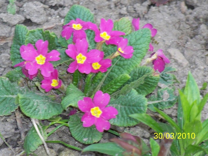 100_3698 - Primule de gradina