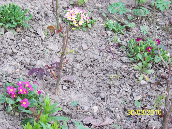 100_3699 - Primule de gradina