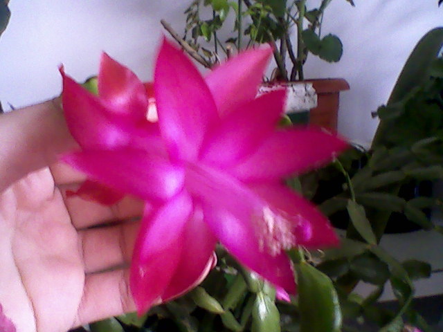 18 feb 2011 - Schlumbergera sau Zygocactus