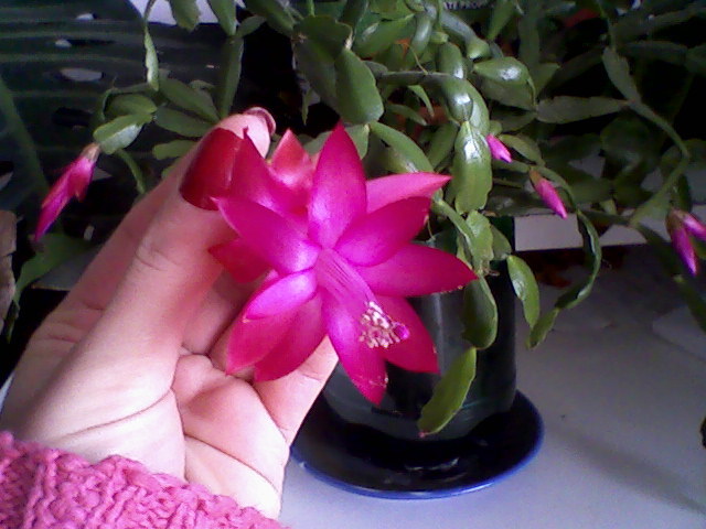 18 feb 2011 - Schlumbergera sau Zygocactus