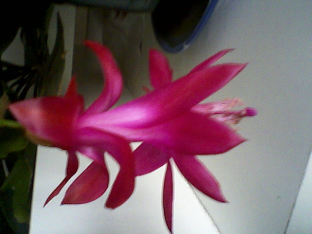 18 feb 2011 - Schlumbergera sau Zygocactus