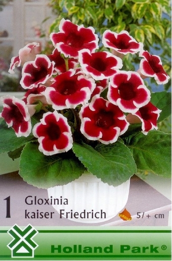 Gloxinia Kaiser Friedrich - gloxinii bulbi